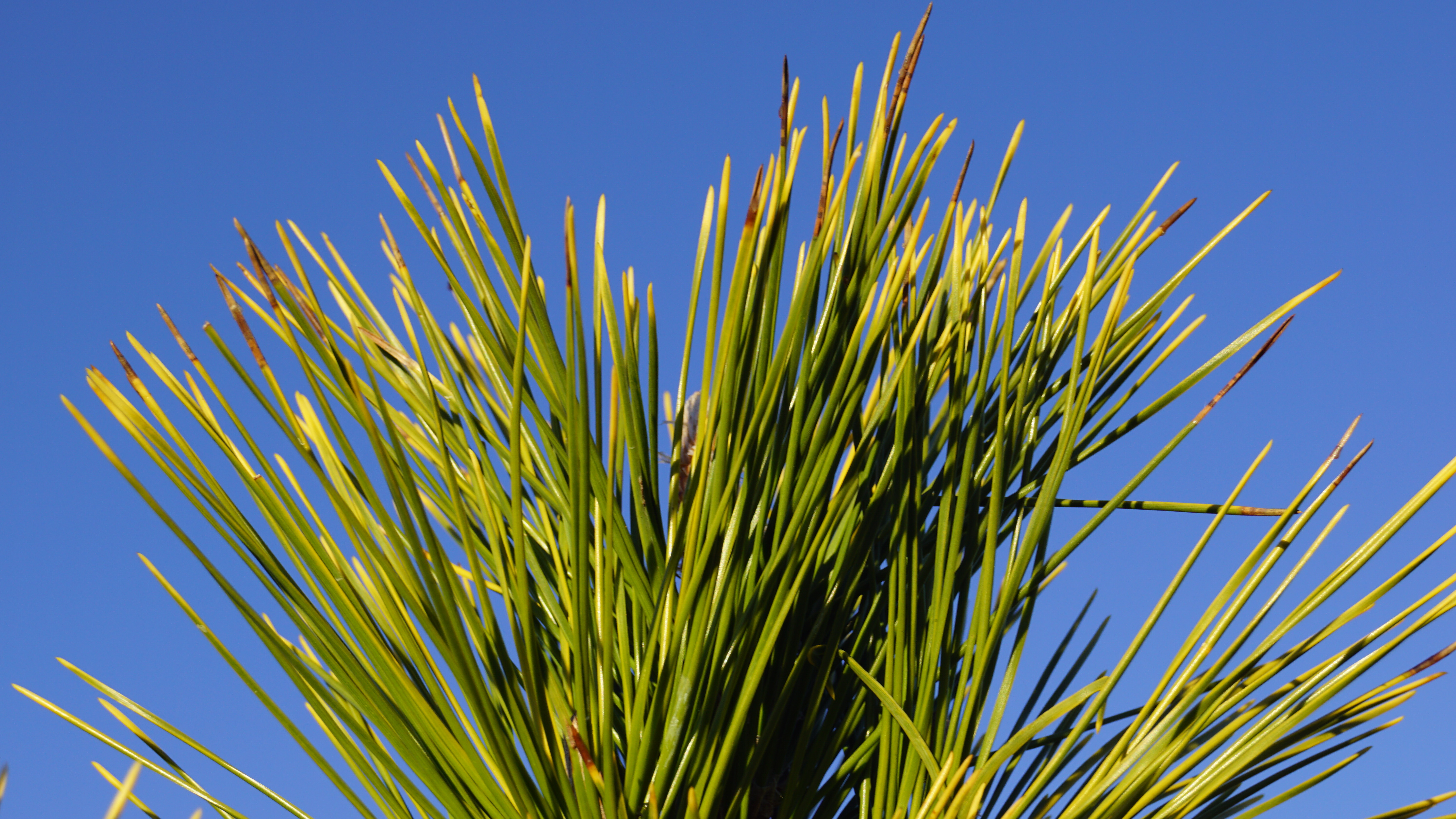 Pinus thunbergii 'Ogon' (4)